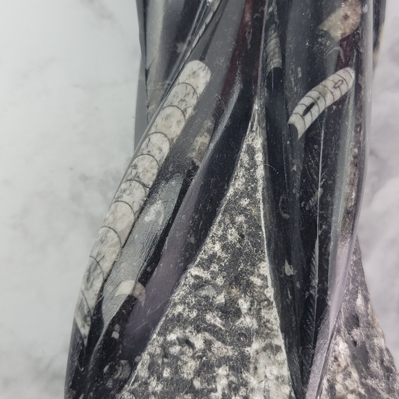 Orthoceras Fossil Home Decor Office Desk Bookend Display Black Gray Accent - Picture 8 of 16